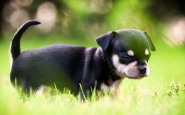 Картинка животные собаки трава маленький щенок