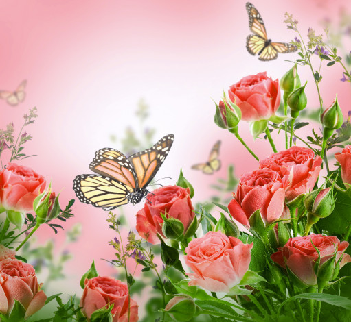Обои картинки фото разное, компьютерный дизайн, цветок, бабочка, природа, роза, бутон, лепестки