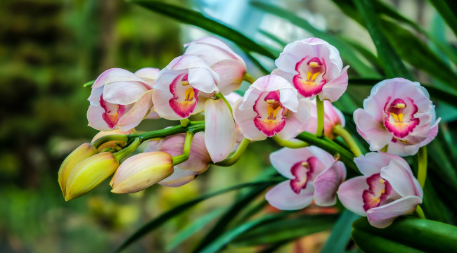 Обои картинки фото цветы, орхидеи, бело, розовая, орхидея, листья