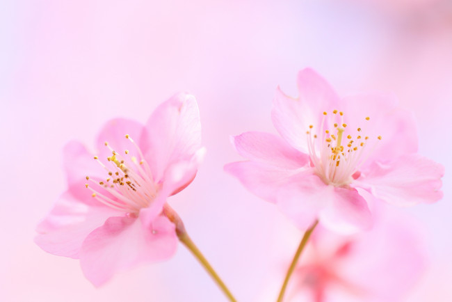 Обои картинки фото цветы, цветущие деревья ,  кустарники, розовые, вишня, фон