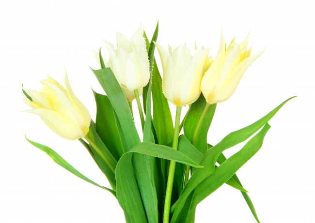 Обои картинки фото цветы, тюльпаны, белый, фон, белые, букет