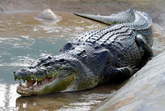 Картинка животные крокодилы крокодил алигатор