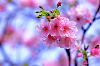 Картинка цветы сакура +вишня весна ветка