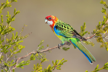 Картинка животные попугаи птица попугай ветка яркий перья