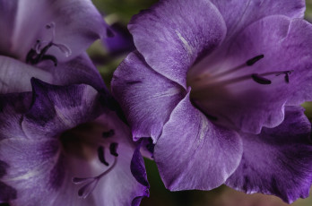 Картинка цветы гладиолусы гладиолус лиловый макро