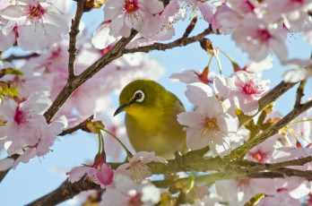 Картинка животные белоглазки цветение вишня сакура птица Японская белоглазка цветки ветки
