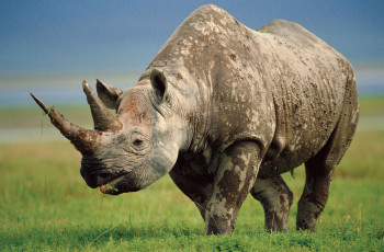Картинка животные носороги носорог грязный млекопитающие