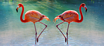 Картинка животные фламинго птицы