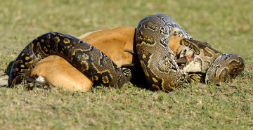 Картинка животные змеи +питоны +кобры анаконда обед змея заглатывает антилопу