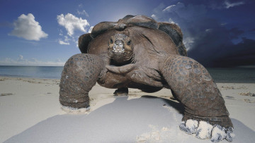 Картинка животные Черепахи Черепаха галапагосские остров шагает большая