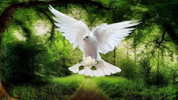 Картинка животные голуби голубь полет лес цветы