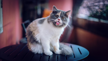 Картинка животные коты язык кошка кот