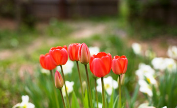 Картинка цветы тюльпаны бутоны красные сад нарциссы