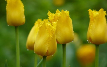 Картинка цветы тюльпаны весна фокус капли бутоны желтый макро