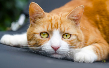 Картинка животные коты кот рыжий взгляд мордочка кошка