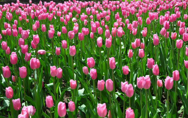 Обои картинки фото цветы, тюльпаны, поле, розовые