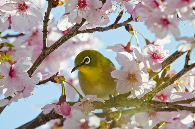 Обои картинки фото животные, белоглазки, цветение, вишня, сакура, птица, Японская, белоглазка, цветки, ветки