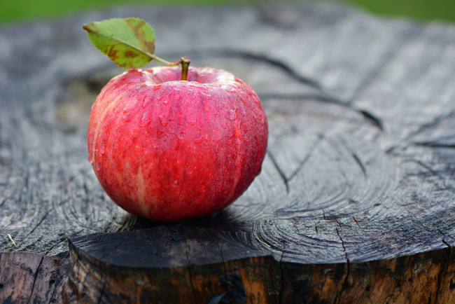Обои картинки фото еда, Яблоки, пень, яблоко