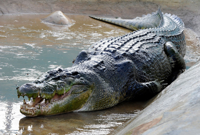 Обои картинки фото животные, крокодилы, крокодил, алигатор