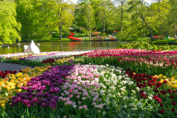 Картинка природа парк тюльпаны пруд весна