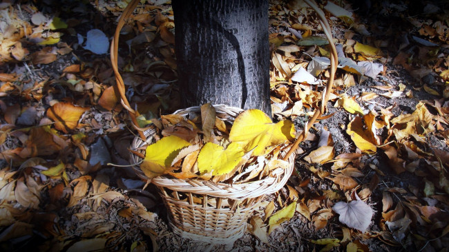 Обои картинки фото природа, листья, листопад, корзинка, осень