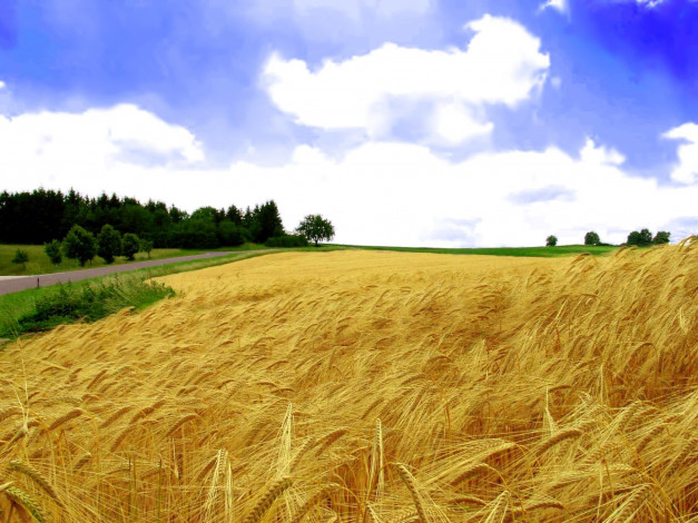 Обои картинки фото природа, поля, пшеница, поле, лето