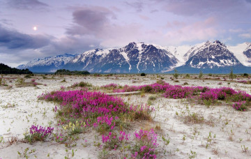 Картинка аляска природа пейзажи вид пейзаж горы снег цветы долина красота
