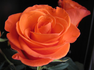 Картинка цветы розы персиковая роза макро