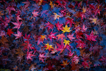 Картинка природа листья осень