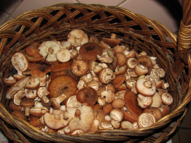 Обои картинки фото еда, грибы,  грибные блюда, опята