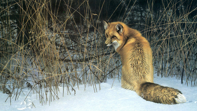 Обои картинки фото 295412, рисованное, животные,  лисы, лисица, снег