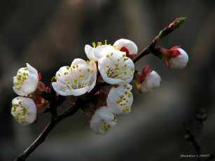 Картинка абрикос цветы цветущие деревья кустарники