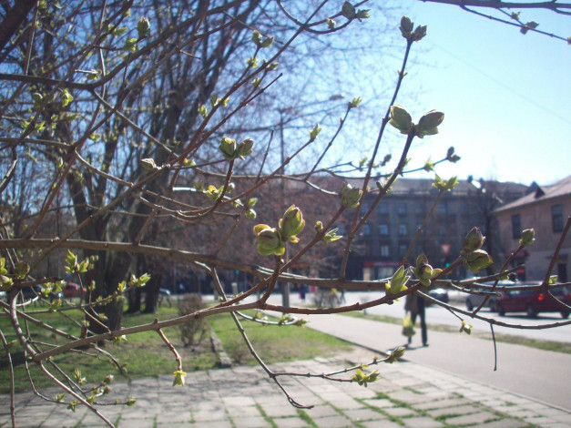 Обои картинки фото весна, риге, города, рига, латвия