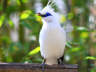 Картинка балийский скворец животные птицы белый хохолок