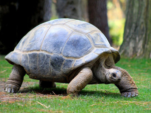 Картинка животные Черепахи панцирь