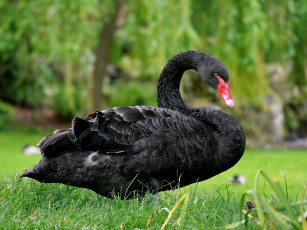 Картинка животные лебеди черный шея шипун