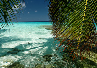 Картинка природа тропики пальма океан