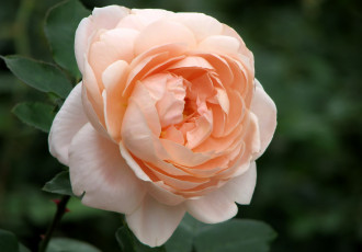 Картинка цветы розы кремовый лепестки