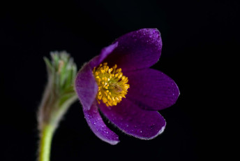 Картинка цветы анемоны адонисы макро