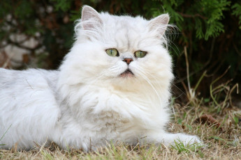 Картинка животные коты белый пушистый
