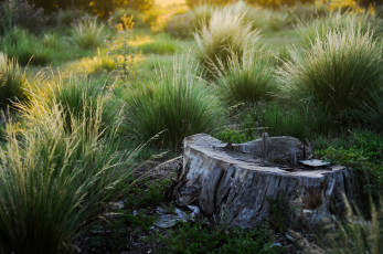 Картинка природа луга одинокий трава зелёная пенёк