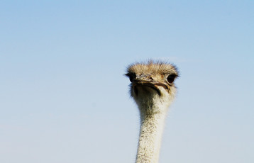 Картинка животные страусы глаза страус