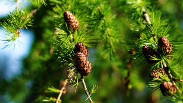 Картинка природа шишки жёлуди каштаны лиственница дерево