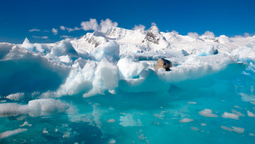 Картинка животные тюлени морские львы котики море льдины тюлень льды