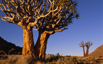 Картинка природа деревья дерево пустыня южная африка