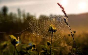 Картинка природа макро паутина утро луг трава