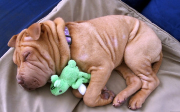 Картинка животные собаки складки шарпей щенок отдых сон игрушка