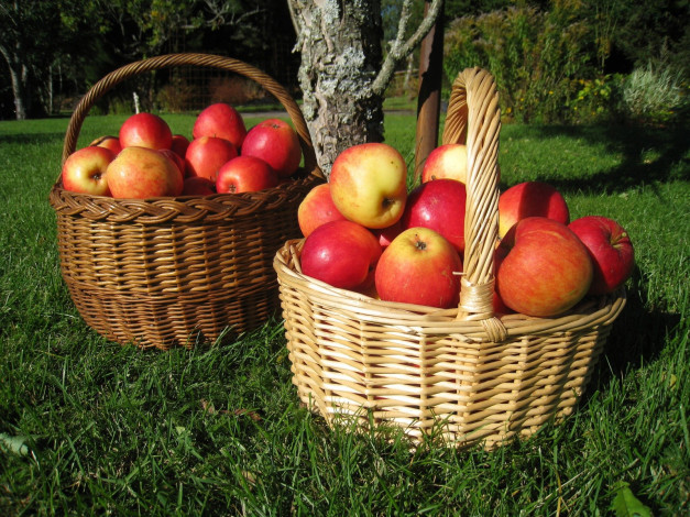 Обои картинки фото еда, Яблоки, листья, корзинки, урожай, яблоки, трава