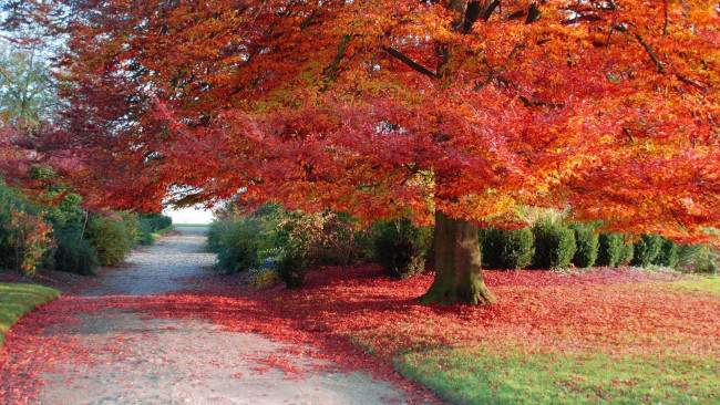 Обои картинки фото природа, дороги, дерево, красная, листва, осень