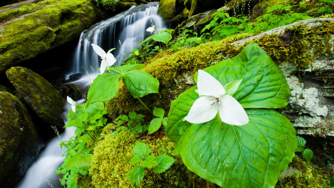 Обои картинки фото природа, водопады, вода, листья, цветок